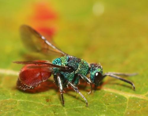 Hedychridium (roseum)